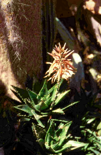 aloe mitriformis